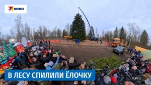 В деревне Землино спилили главную новогоднюю ель страны
