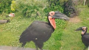 Московский зоопарк лето 2025