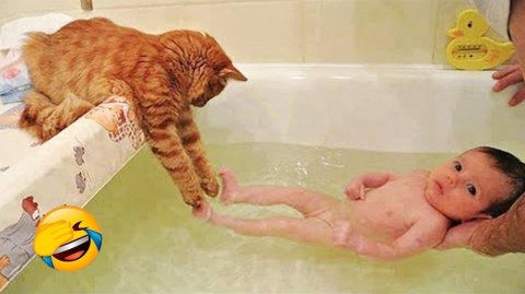 Смешные Кошки-Коты 2025 😸Лучшие приколы с кошками и Животными😸 Кошки😸 Животные- Смешное видео!