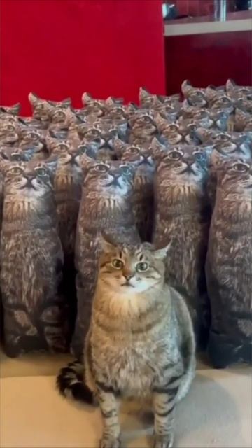 Смешные коты #96-6