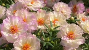 Только эти цветы посажу в 2026 году! Неприхотливые цветы, цветущие все лето в саду