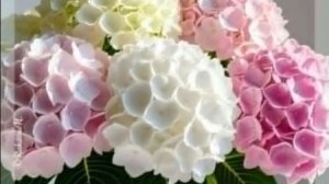 Пожелания с Добрым Утром | Красивая музыкальная открытка для хорошего дня