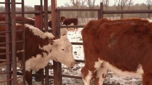 Как Вырастить 1000 Голов КРС с Нуля ,  Азат Рашидов