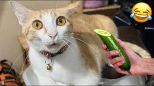 СМЕШНО ДО СЛЕЗ 😹😍 СМЕШНЫЕ КОТЫ, ЛУЧШИЕ ПРИКОЛЫ С КОТАМИ, СОБАКАМИ КОШКИ,СОБАКИ , ЖИВОТНЫЕ 🥰