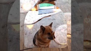 1000041970.mp4 (Собака смотрит на монтаж электропроводки (отверстие под м/коробку) в доме А-фрейм)