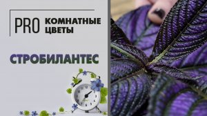 Стробилантес - необычное комнатное растение. Уход, пересадка, полив, удобрения, вредители.