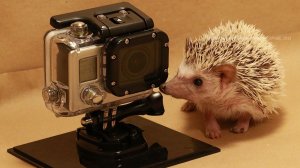 Африканский карликовый ёж Zorro. self-anointing.