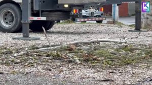 В Аршинцево спилили аварийные тополя