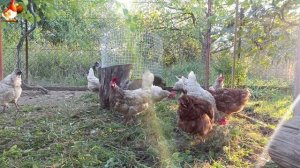 Любовь птицевода к Курочкам 🐥🐔🥚 Нежное видео 🐓 Версия (80)