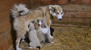 Сначала мать