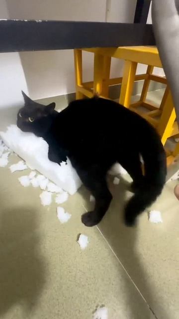 Кот- БДСМщик горе в семье смотреть онлайн