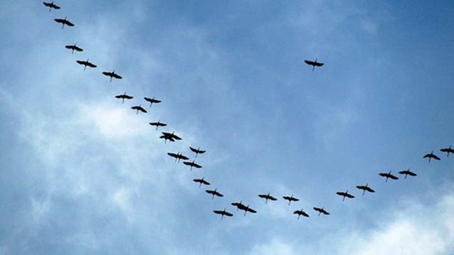 Журавли . смотреть онлайн