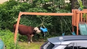 Такого Вы Точно Не Видели! Неожиданные и Смешные Моменты Снятые На Камеру