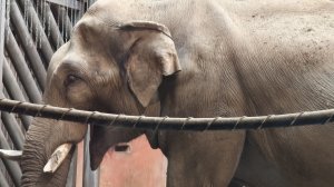 Прогулка по Московскому зоопарку, тёплая зима.