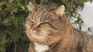 ДНЕВНИК лесного кота БАРСИКА: «Чем пахнет мороз?»  - 8.12.2025