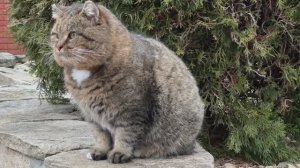 ДНЕВНИК лесного кота Барсика: «Зима без снега - не зима!»  - 5.12.2025