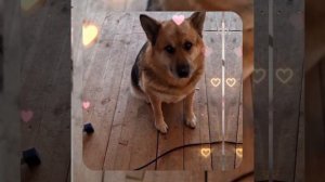 1000041973.mp4 (Собака смотрит на монтаж электропроводки (отверстие под м/коробку) в доме А-фрейм)