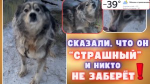 Он страшный и никому не нужен?! 💔