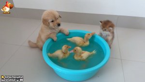 Утята и Цыплята - Кошки и котята, Собаки и щенята (321) Хвостики да Усики ❣️