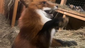 Лиса-Алиса. Лис Игнис на посту ранним утром