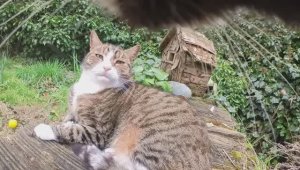 Кот с камерой издевается над всеми соседскими кошками
