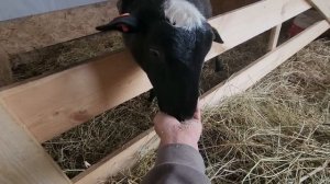 #320 Silent Morning Farm Routine 26.09.2025