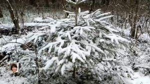 Экотерапия 65 серия.