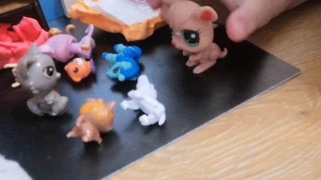 Летим с питомцами на самолете