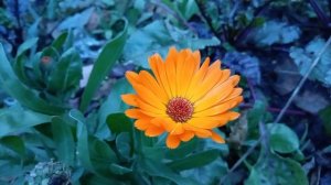 Доброе утро ! Декабрь , а у нас цветы на грядках!🌺🌸🌼 Вяжу еще пару носков бойцам 🧦! Юг России🌴