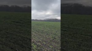 Озимая пшеница . 7.12.25 Белгородская область