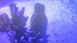 В Троицке парень украл украшения с ёлок