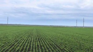 Озимая пшеница Еланчик