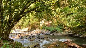 Звуки Горной Реки и Пение Лесных Птиц. 12 Часов Глубокого Сна.