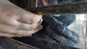 Видео по уходу от шимпанзе | ASMR - Груминг