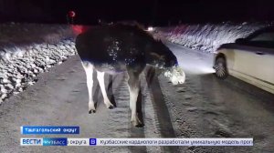 Бродящий по трассе возле Темиртау лосёнок стал героем соцсетей