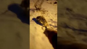 Всем привет , гуляю с Зевсом )