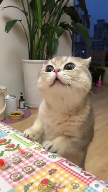 Извините, а обед какой-то будет? 😿