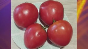 Томаты для открытого грунта. СКИДКИ на СЕМЕНА! г. Киров.  т. 89229284031