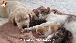 Котята и щенята 🐈🐶 Кошки и собаки 🤗 Милое видео про животных (19)