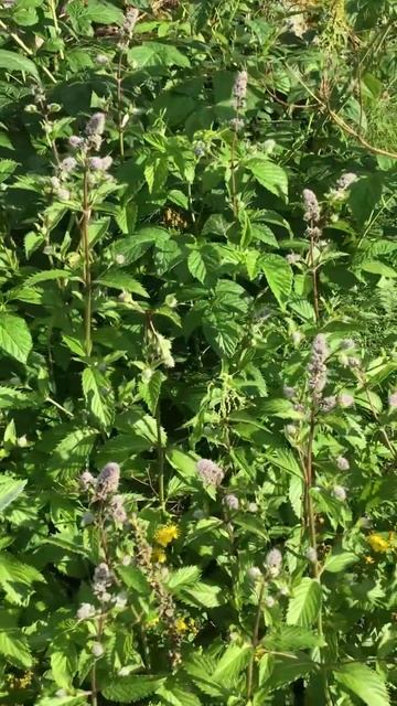 Ленинградская область. Хвойное. 19.07.2024. Дача. Обильно цветущая мята перечная