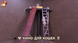 Видео для кошек про крысок развлекать питомцев 🐭🐀😂 (400)