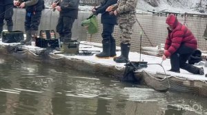 Спортзона.Поимки Форели