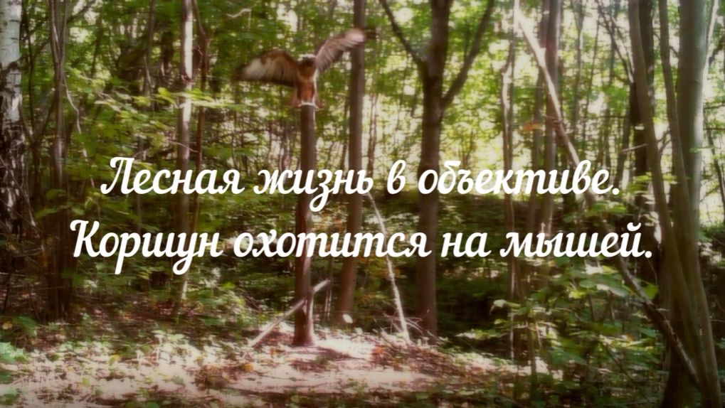 Коршун охотится на мышей.