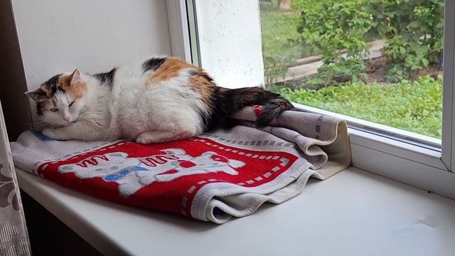 БЕНГАЛ: НАИДОБРЕЙШИЙ МАЛЫШ😺