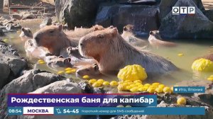 Рождественская баня для капибар