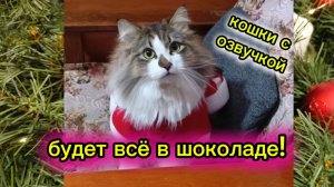 Кошки с озвучкой