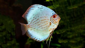 🐠 ОЧЕНЬ КРАСИВАЯ УСПОКАИВАЮЩАЯ МУЗЫКА ДЛЯ СНА И СНЯТИЯ СТРЕССА 🎵 РАССЛАБЛЯЮЩАЯ МУЗЫКА ДЛЯ ДУШИ