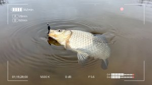 Удовольствие с Тетрой