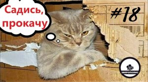 Приколы с котами . С ОЗВУЧКОЙ .  Смешные коты -САМЫЕ СМЕШНЫЕ ЖИВОТНЫЕ