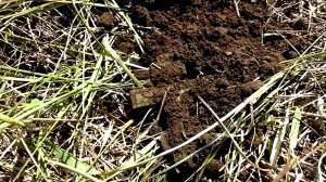 Моя счастливая находка на постоялом дворе